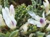 Astragalus tragacantha subsp. vincentinus