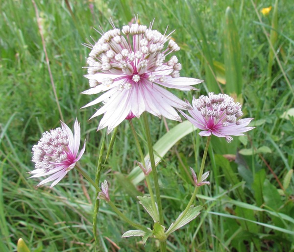 Side view of flowers of Astrantia major