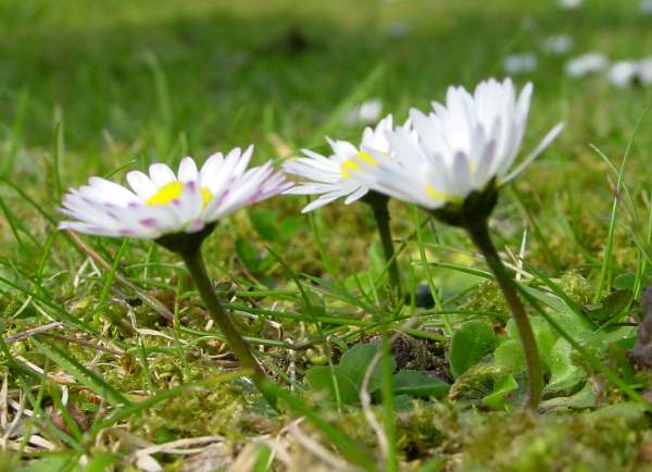 Daisies in a lawn