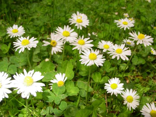 Daisies on a lawn