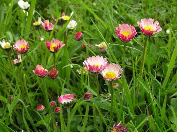 Common Daisies with markedly red petals