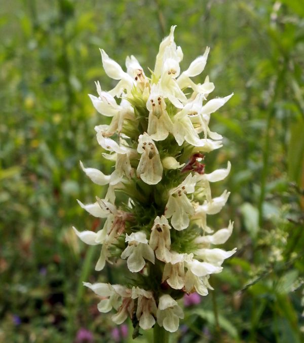 closeup of flower of Betony alopecuros
