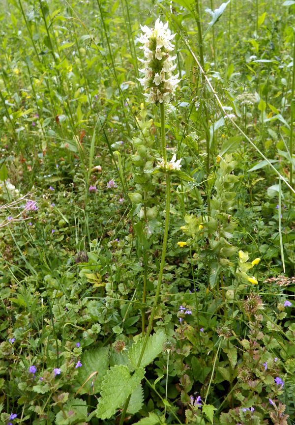 Yellow Betony, Slovenia
