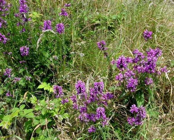Betony, Stachys officinalis, Wales