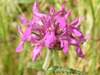 Betonica officinalis, Betony
