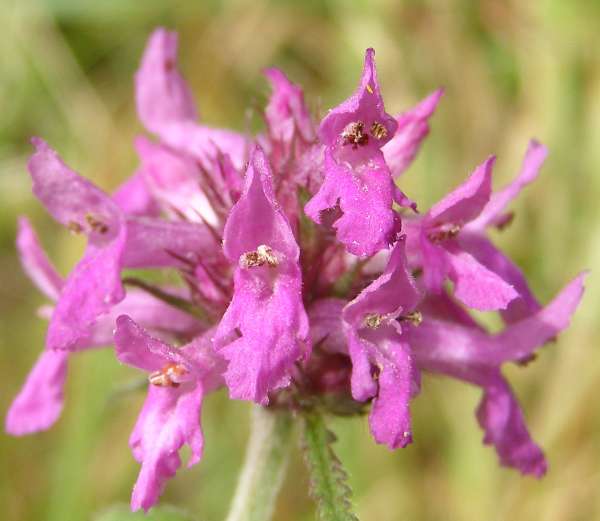 Betony, Betonica officinalis, closeup of flower