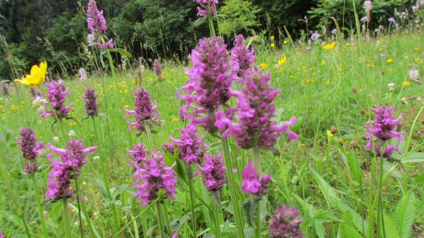 Betony, Stachys officinalis, in Slovenia