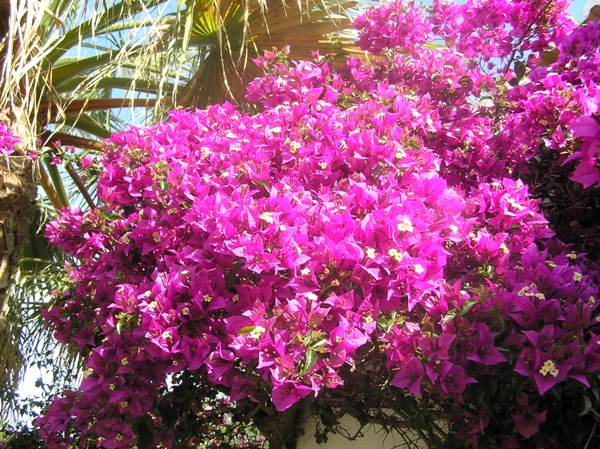 Bougainvillea glabra mauve flowers