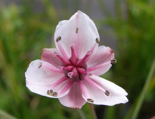 Closeup of flower of Butomus umbellatus