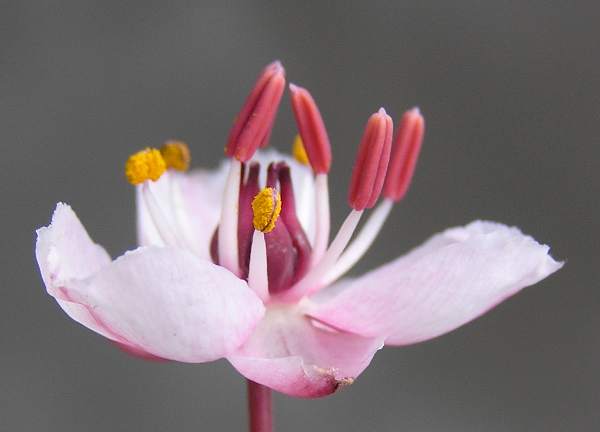 Side view of flower of Butomus umbellatus
