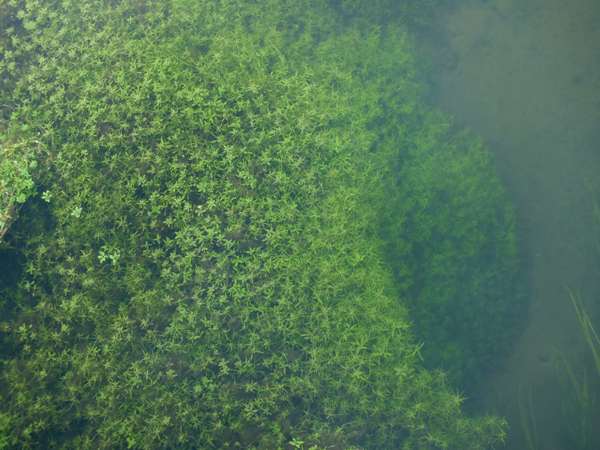 Callitriche stagnalis, Common Water Starwort