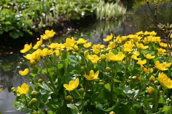 Marsh Marigold lights up a stream edge in early spring