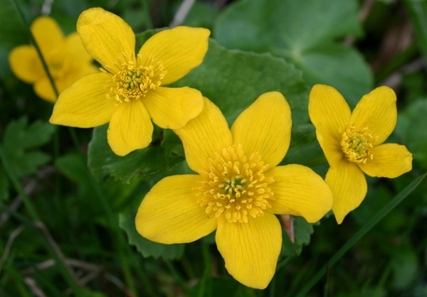 Close-up picture of Caltha palustris