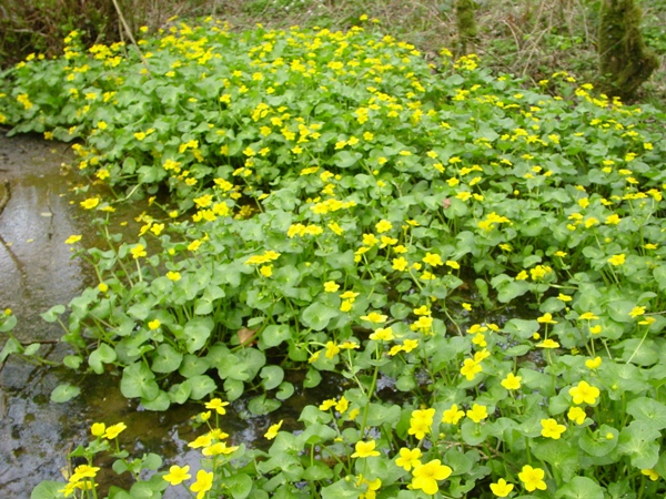 Marsh Marigold invades a silted stream in West Wales