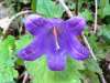 Campanula trachelium - Nettle-leaved Bellflower