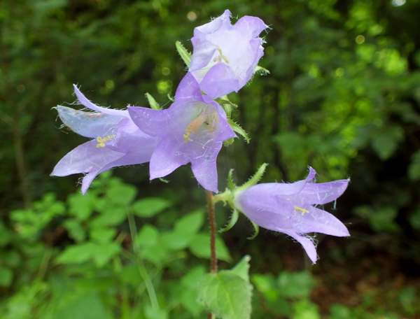 Campanula trachelium in northern France