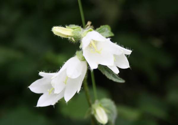 Campanula trachelium, white-flowered form