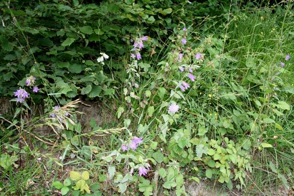 Violet form and white form of Nettle-leaved Bellflower growing together in the Cotswolds
