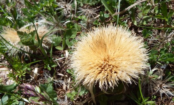 Stemless Carline Thistle Carlina acaulis