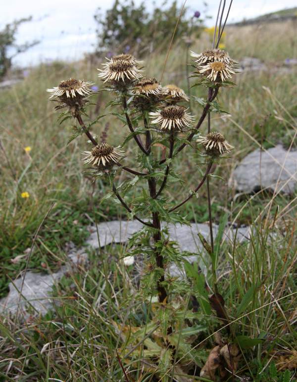 Carline Thistle plant in flower