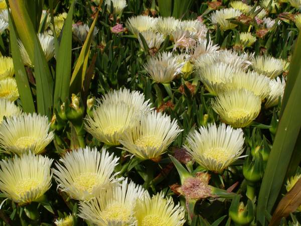 Yellow-flowered Hottentot Fig