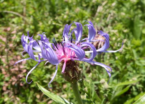 Centaurea montana, Perennial Cornflower