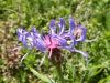 Centaurea montana, Perennial Cornflower