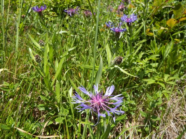 Centaurea montana on a grassy bank in Slovenia