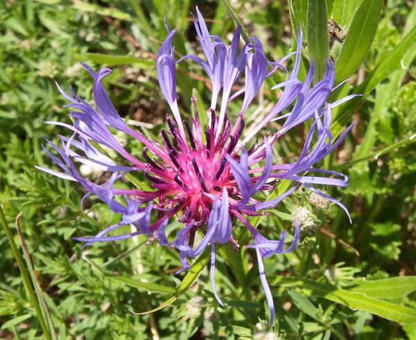 Centaurea montana, Perennial Cornflower, closeup of flower