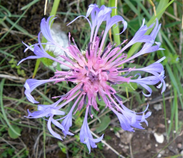 Centaurea montana, Perennial Cornflower, closeup of a pale flower