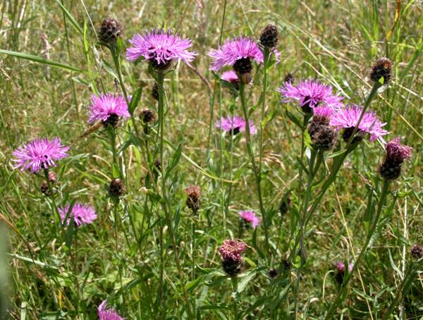 Rayed form of Common Knapweed in a hay meadow, Wales