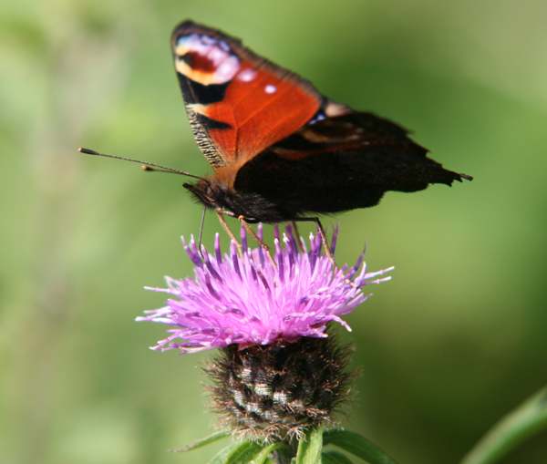 Peacock butterfly on Common Knapweed 