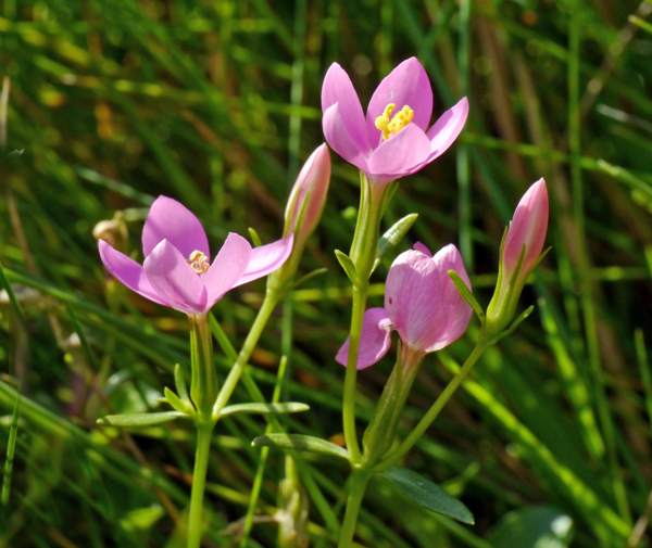 Perennial Centaury growing between patio slabs