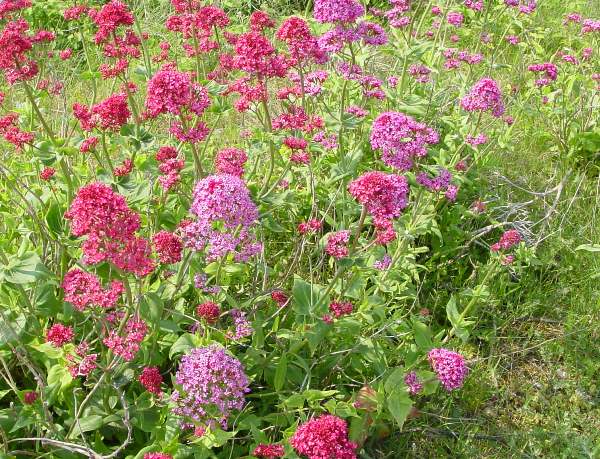 Red and mauve forms of Centranthus ruber