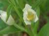 White Helleborine, Cephalanthera damasonium