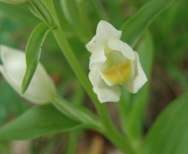 Flower of Cephalanthera damasonium