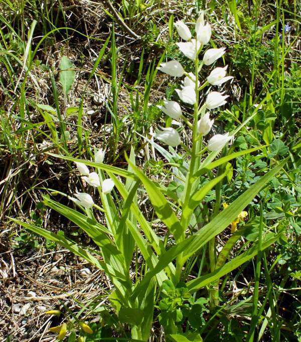Cephalanthera longifolia, Vercors, France