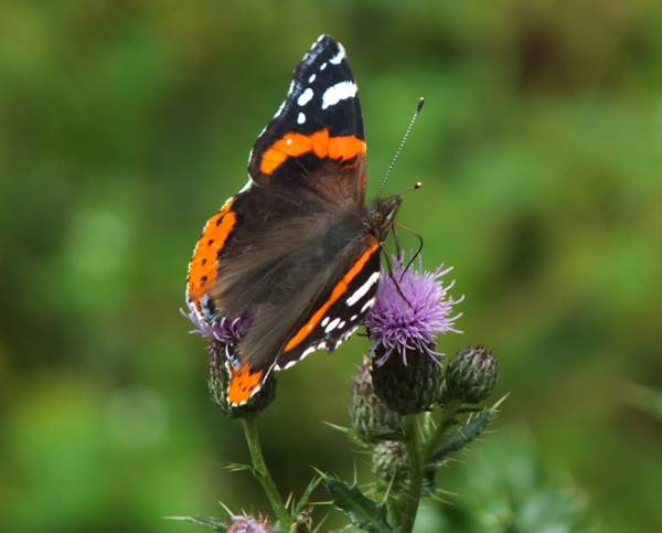 Red Admiral butterfly on Creeping Thistle flower head
