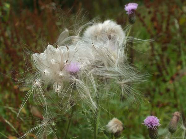 Seeds of Meadow Thistle