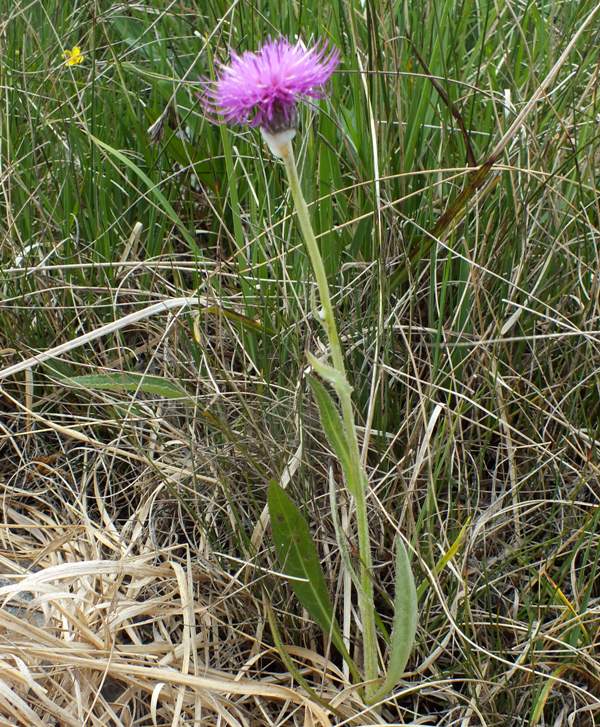 Meadow Thistla plant in flower
