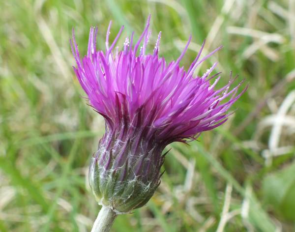 Side view of Meadow Thistle flower head