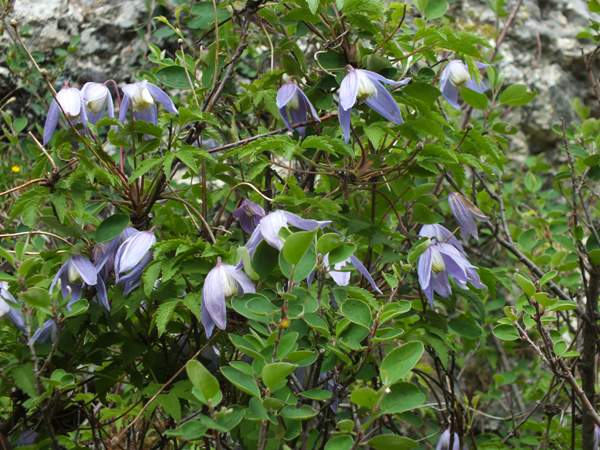 Alpine Clematis growing in Italy