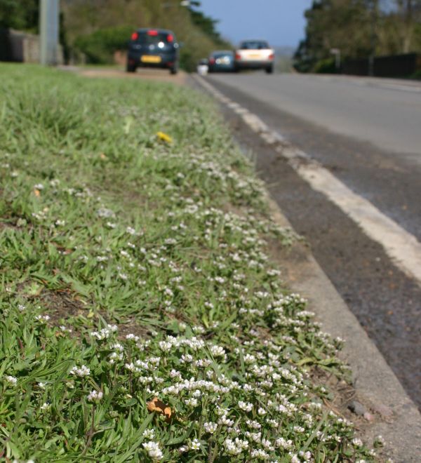 Danish Scurvygrass, roadside habitat