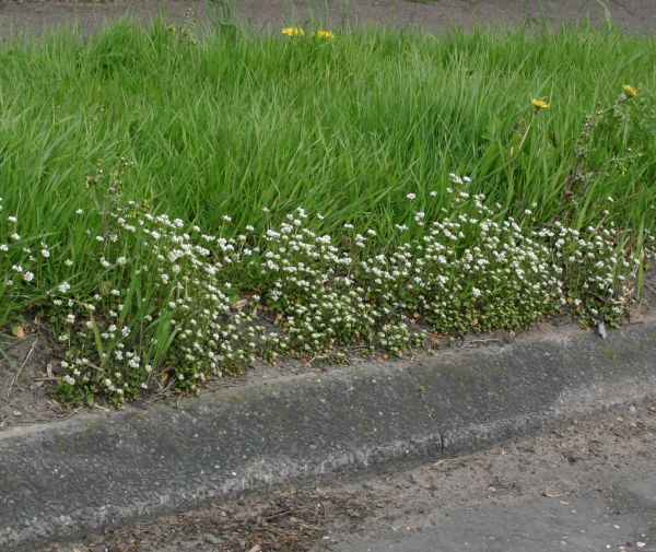 Cochlearia danica, in a kerbside location