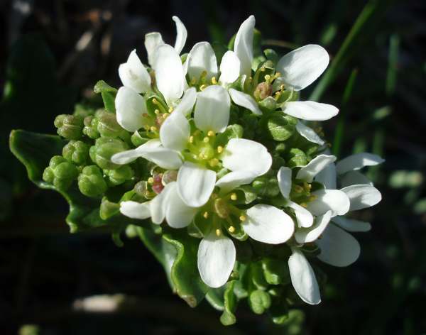 Common Scurvygrass, buds and open flowers