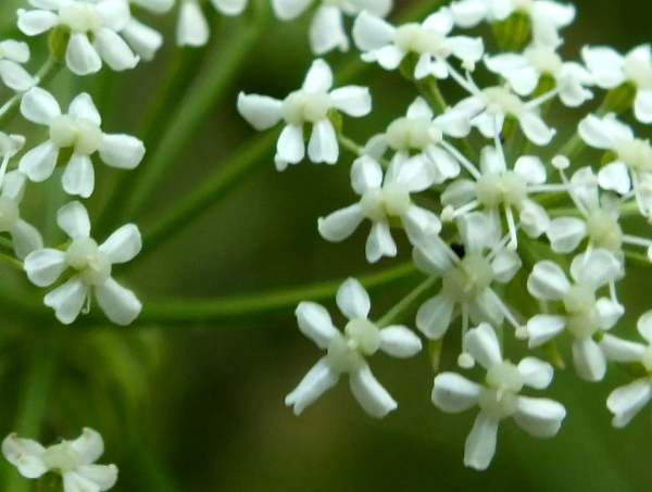 Closeup of Hemlock flowers