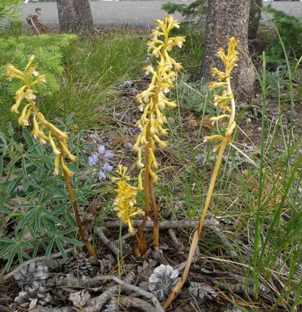 Western Spotted Coralroot Orchid - yellow spotless form
