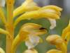 Corallorhiza maculata var. occidentalis, Western Spotted Coralroot Orchid