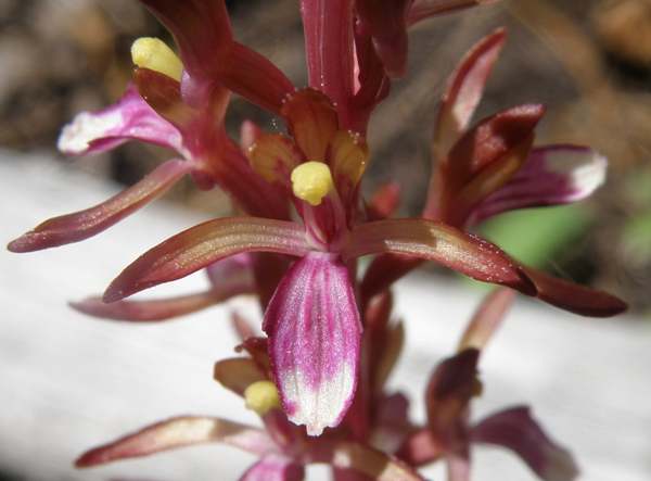 Closeup of Corallorhiza mertensiana - Coralroot Orchid