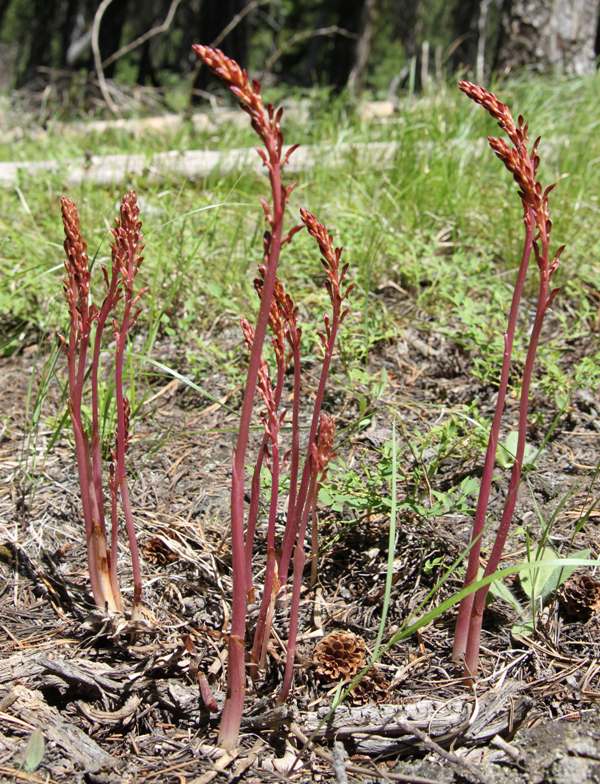 A large group of Corallorhiza mertensiana - Coralroot Orchid